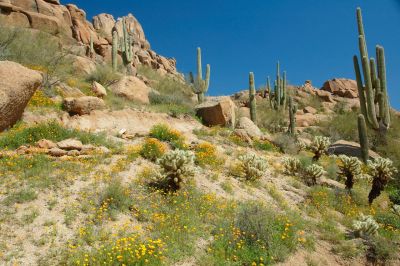 Arizona Wildflowers