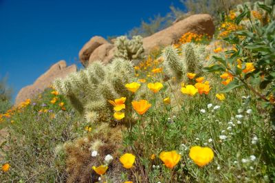 Arizona Wildflowers