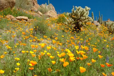 Arizona Wildflowers