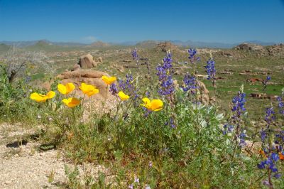 Arizona Wildflowers