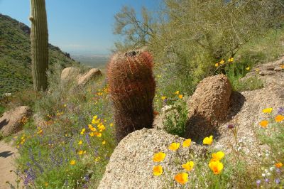 Arizona Wildflowers