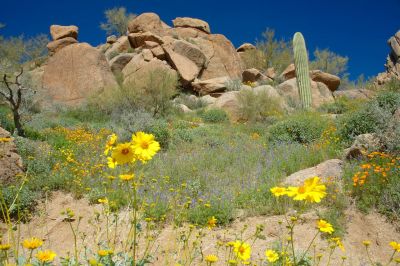 Arizona Wildflowers