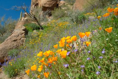 Arizona Wildflowers