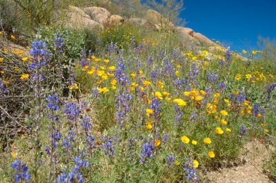 Arizona Wildflowers