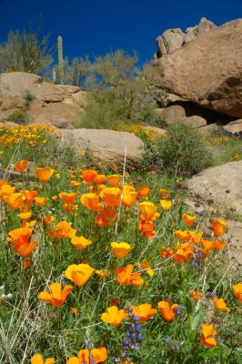 Arizona Wildflowers