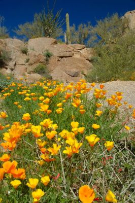 Arizona Wildflowers