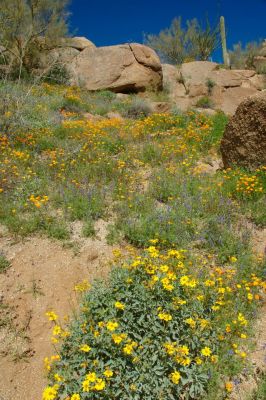 Arizona Wildflowers