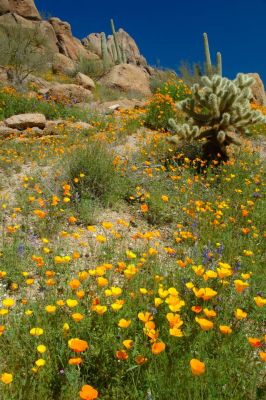 Arizona Wildflowers