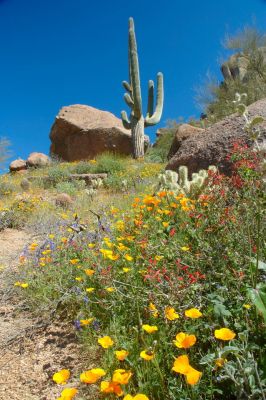 Arizona Wildflowers