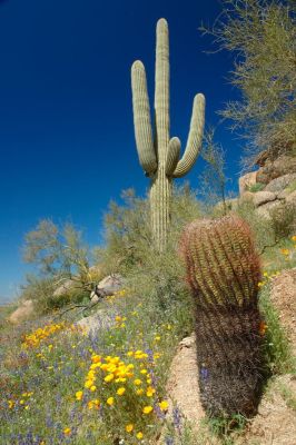 Arizona Wildflowers