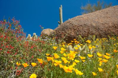 Arizona Wildflowers