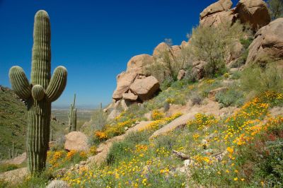 Arizona Wildflowers