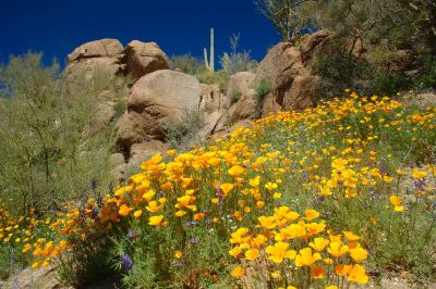 Arizona Wildflowers