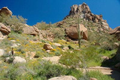 Arizona Wildflowers