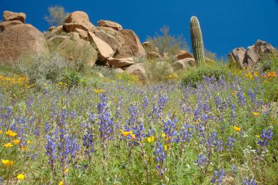 Arizona Wildflowers