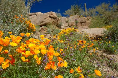 Arizona Wildflowers