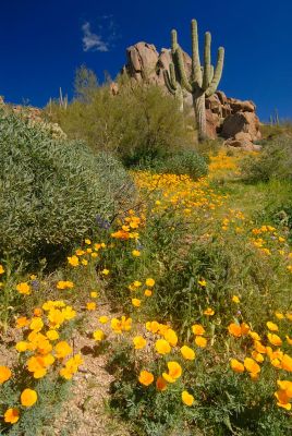 Arizona Wildflowers