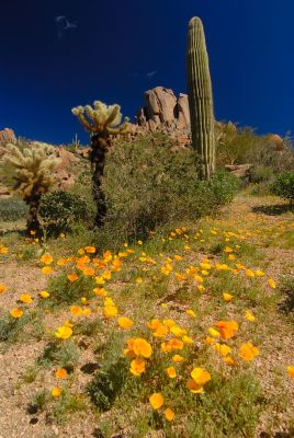 Arizona Wildflowers