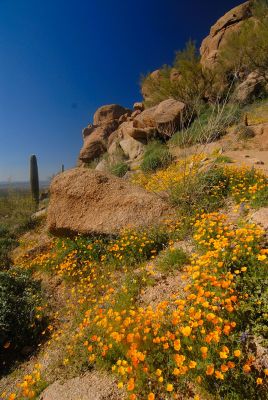 Arizona Wildflowers