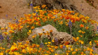 Arizona Wildflowers