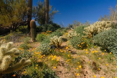 Arizona Wildflowers