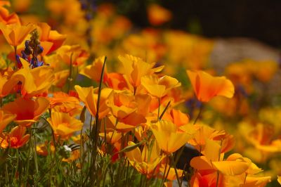 Arizona Wildflowers