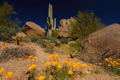 Arizona Wildflowers