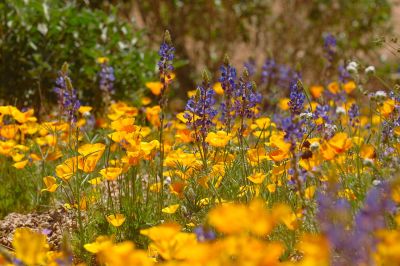 Arizona Wildflowers