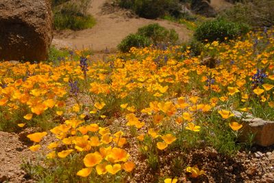 Arizona Wildflowers