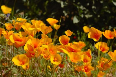 Arizona Wildflowers