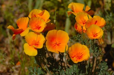 Arizona Wildflowers