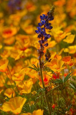 Arizona Wildflowers