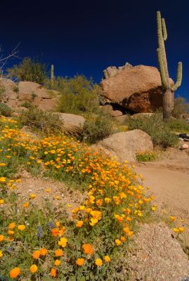 Arizona Wildflowers