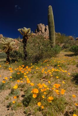 Arizona Wildflowers