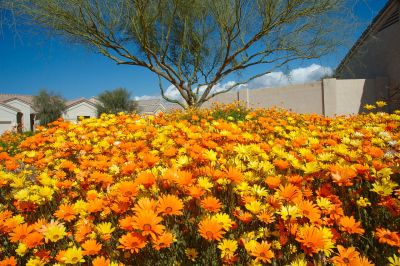 Arizona Wildflowers