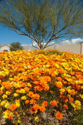 Arizona Wildflowers