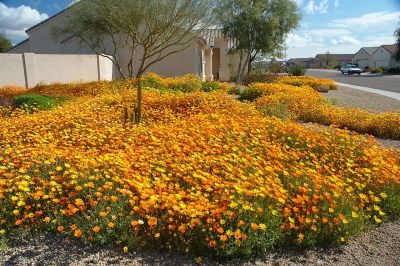 Arizona Wildflowers